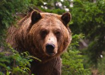 Бурый медведь – желанная добыча охотника