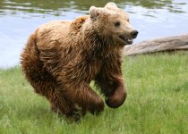 Медведь-шатун самый страшный зверь в лесу