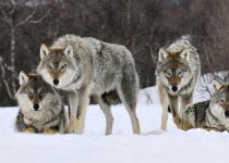 Волки. Охота и контроль хищника